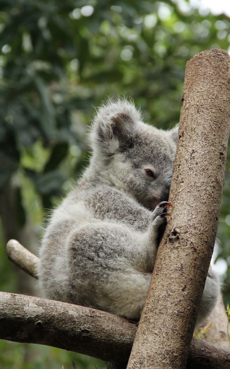 Detail Koala Backgrounds Nomer 50