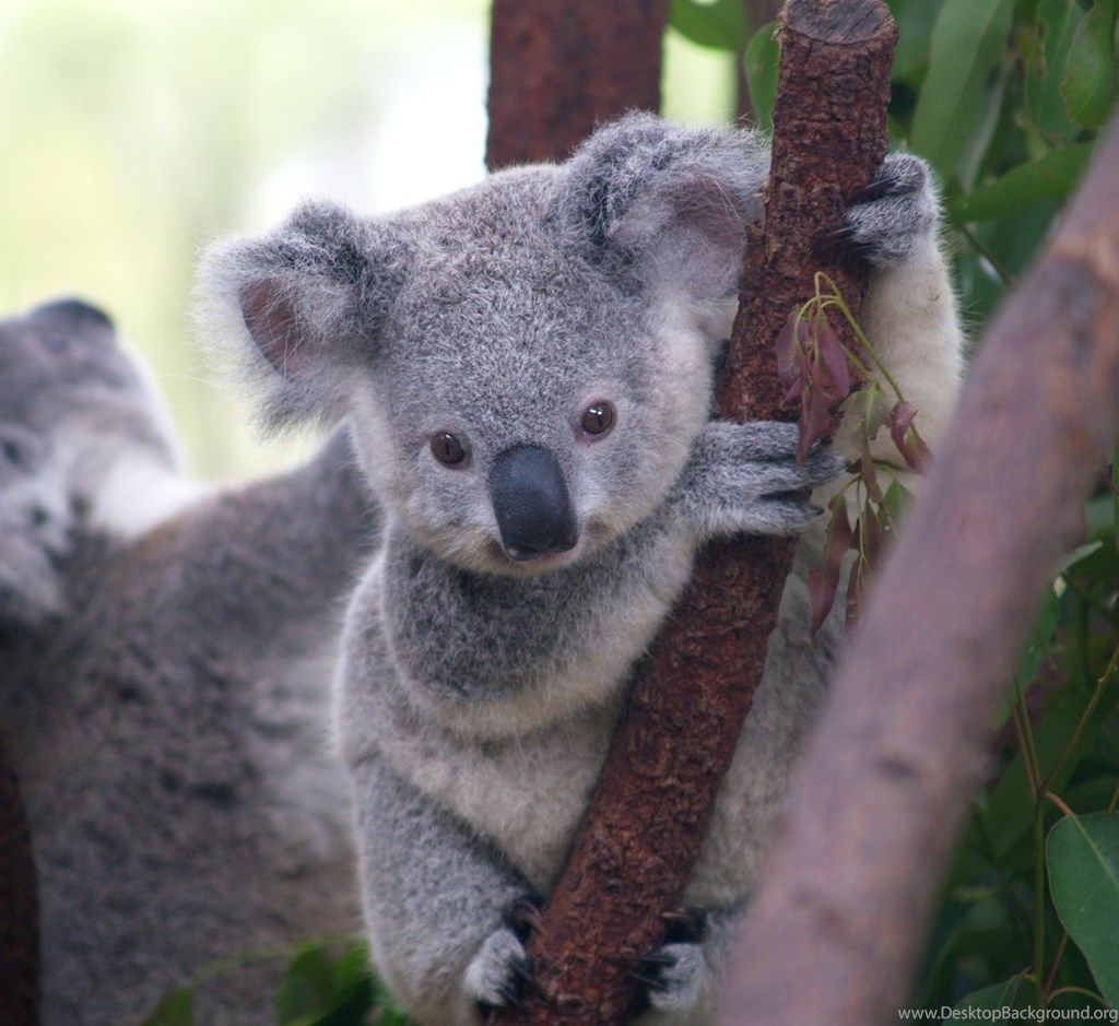 Detail Koala Backgrounds Nomer 8