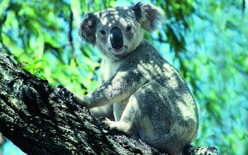 Detail Koala Backgrounds Nomer 10