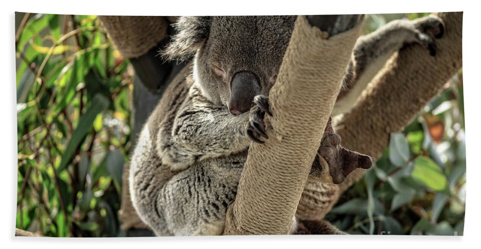 Detail Koala Beach Towel Nomer 19