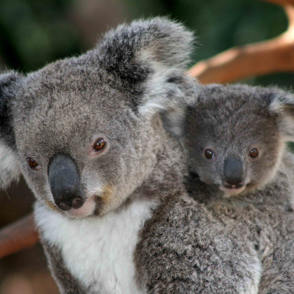 Download Koala Bear Images Nomer 17