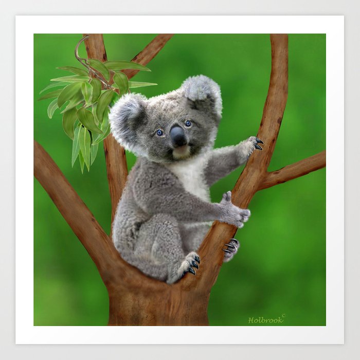 Detail Koala Bear Images Nomer 38
