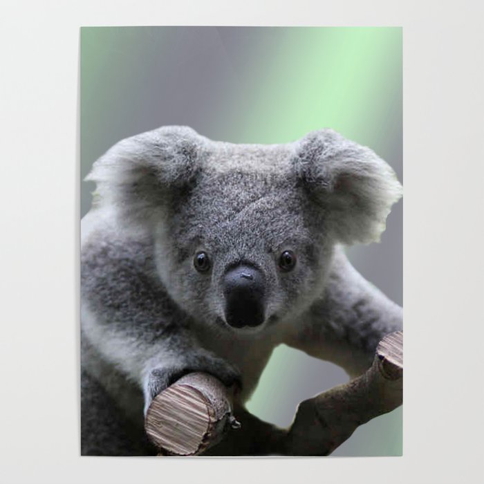 Download Koala Bear Images Nomer 48