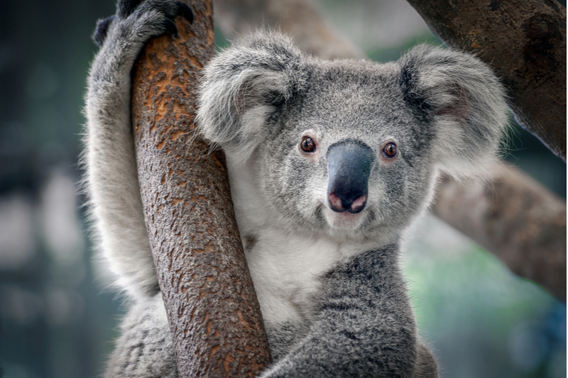 Download Koala Bear Images Nomer 49