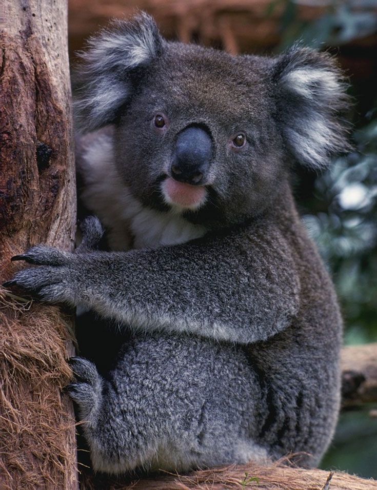 Detail Koala Bear Images Nomer 54