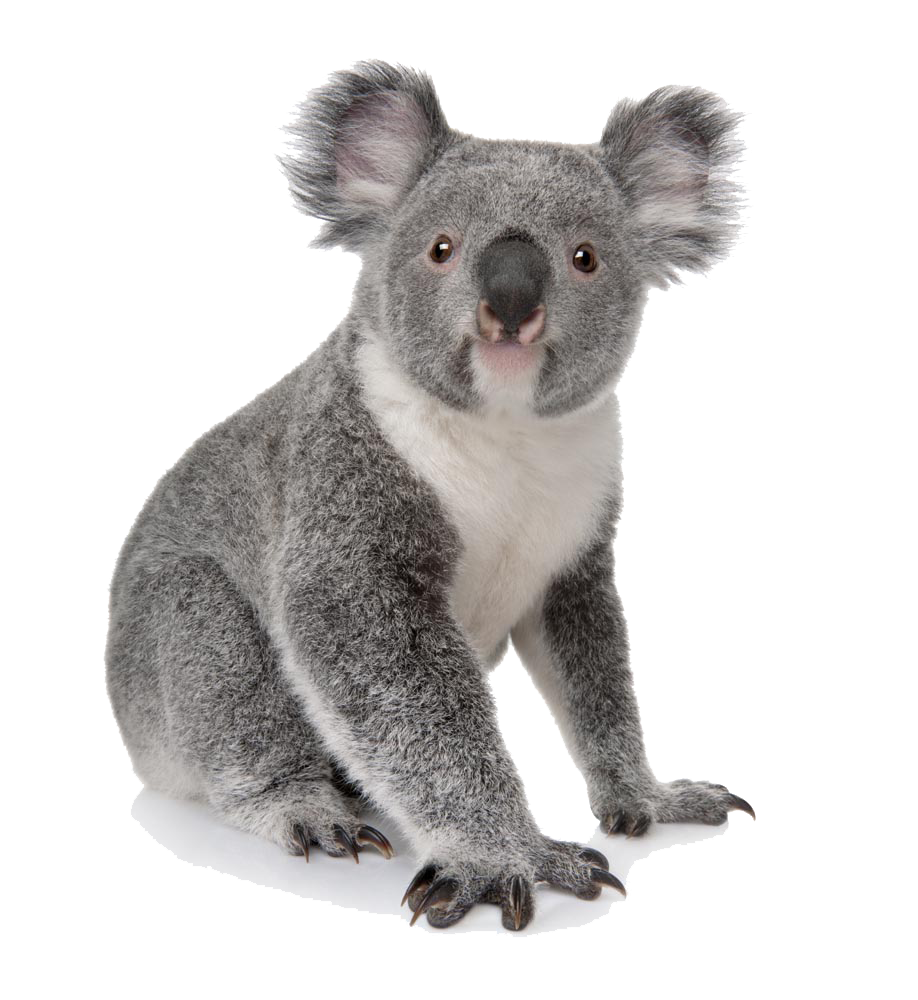 Koala Bear Png - KibrisPDR