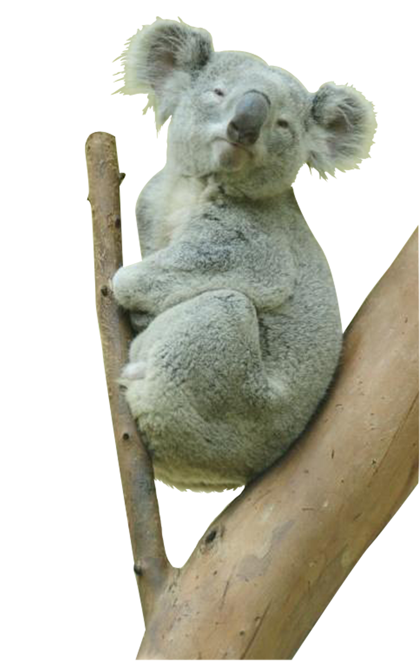 Detail Koala Bear Png Nomer 13