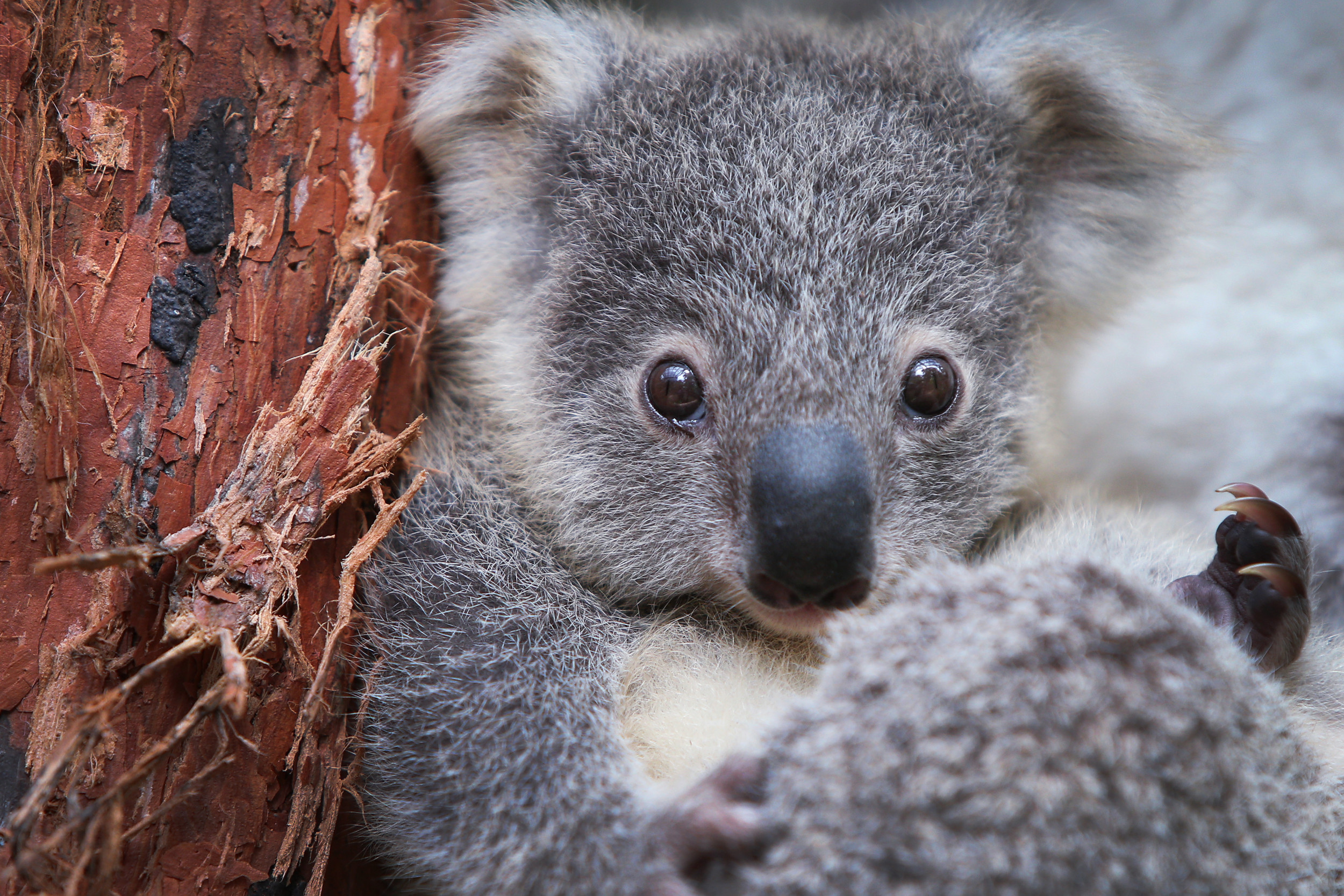 Detail Koala Bears Images Nomer 23