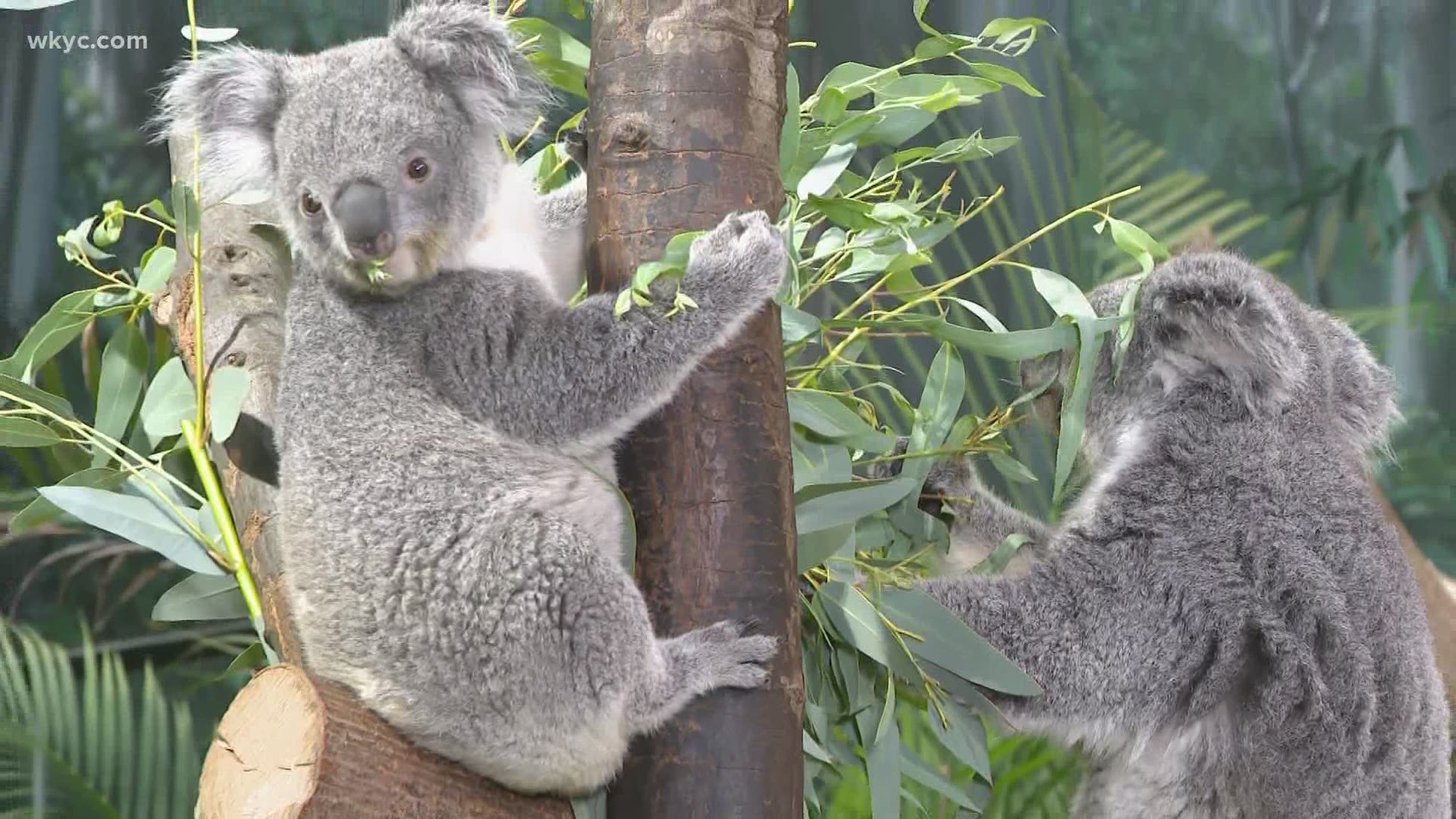 Detail Koala Bears Images Nomer 42