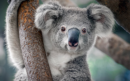 Detail Koala Image Nomer 5
