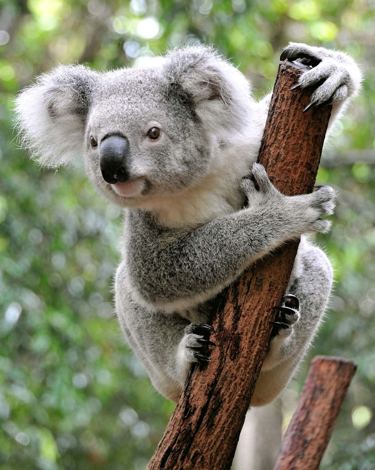 Koala Imagenes - KibrisPDR