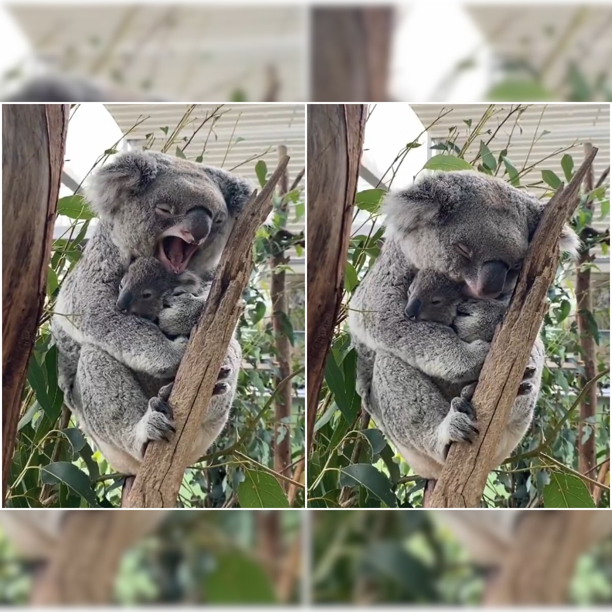 Detail Koala Imagenes Nomer 57