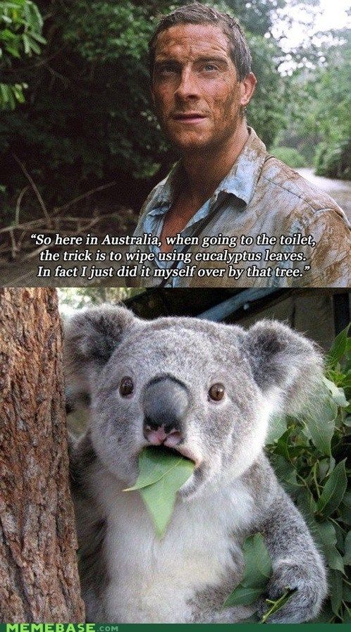 Detail Koala Leaf Meme Nomer 2