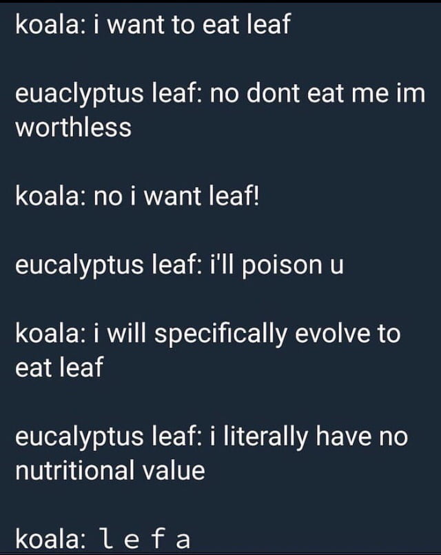 Detail Koala Leaf Meme Nomer 11