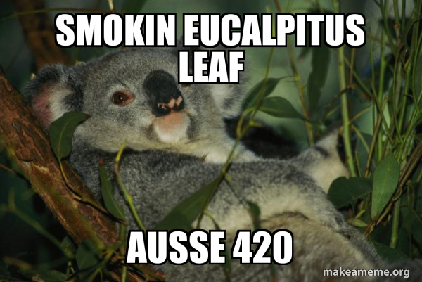 Detail Koala Leaf Meme Nomer 12