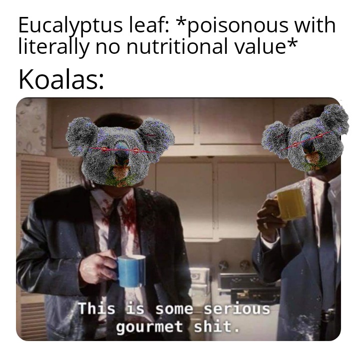 Detail Koala Leaf Meme Nomer 13