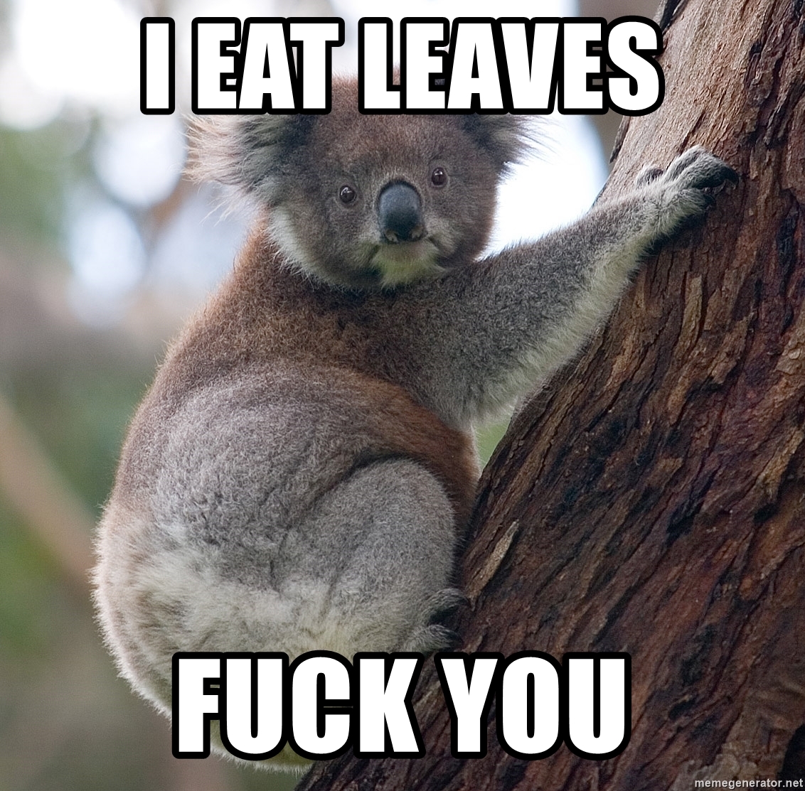 Detail Koala Leaf Meme Nomer 15