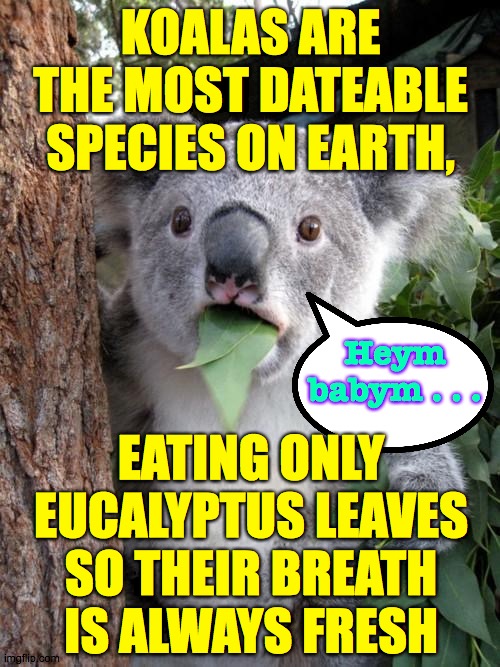 Detail Koala Leaf Meme Nomer 17