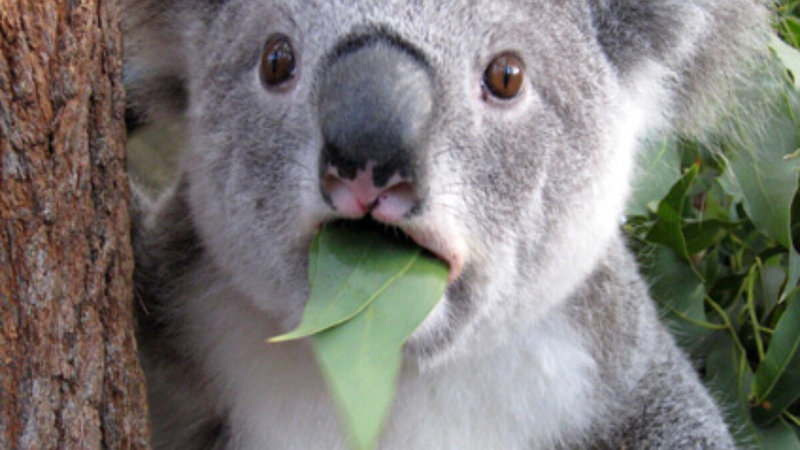 Detail Koala Leaf Meme Nomer 18