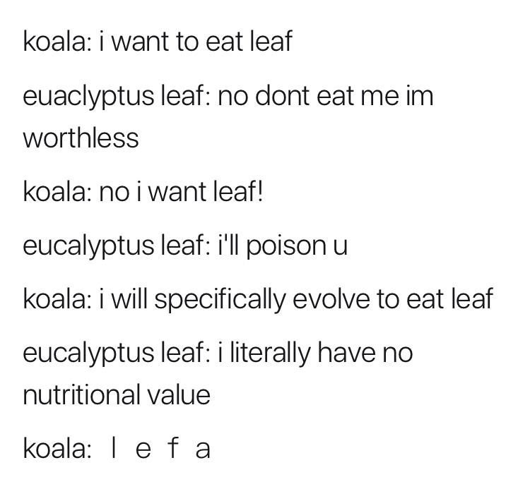 Detail Koala Leaf Meme Nomer 3