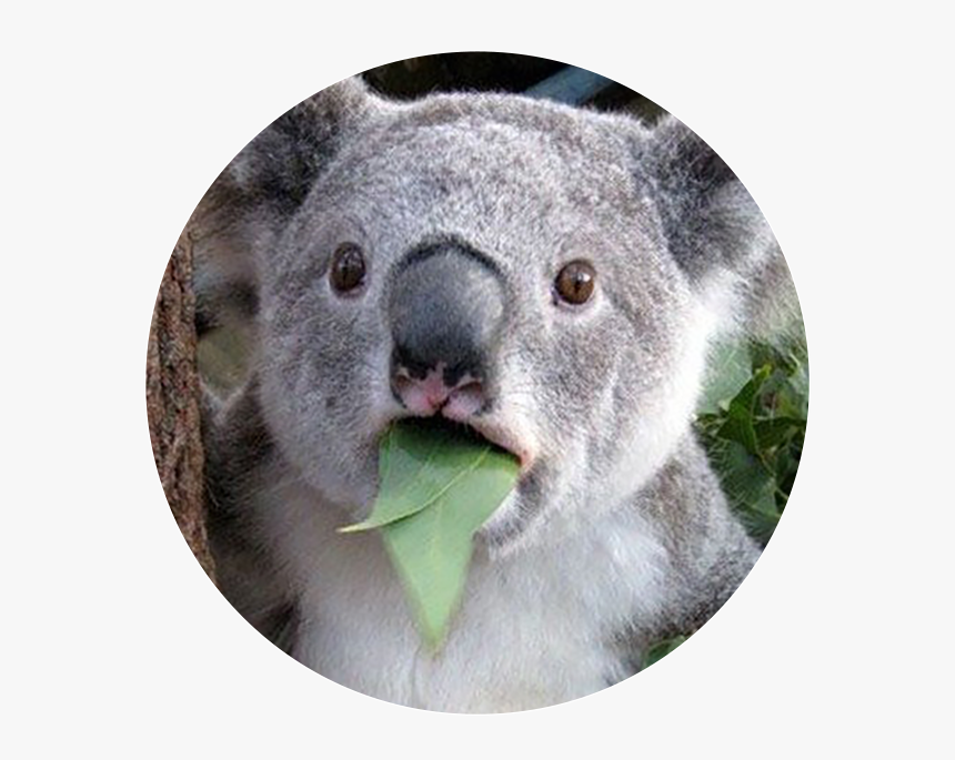 Detail Koala Leaf Meme Nomer 20
