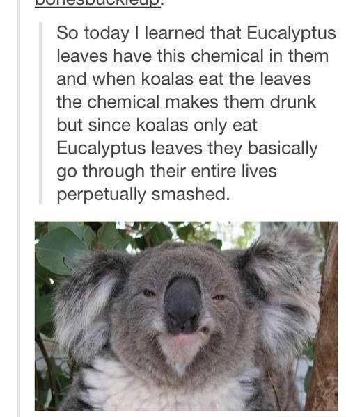 Detail Koala Leaf Meme Nomer 29