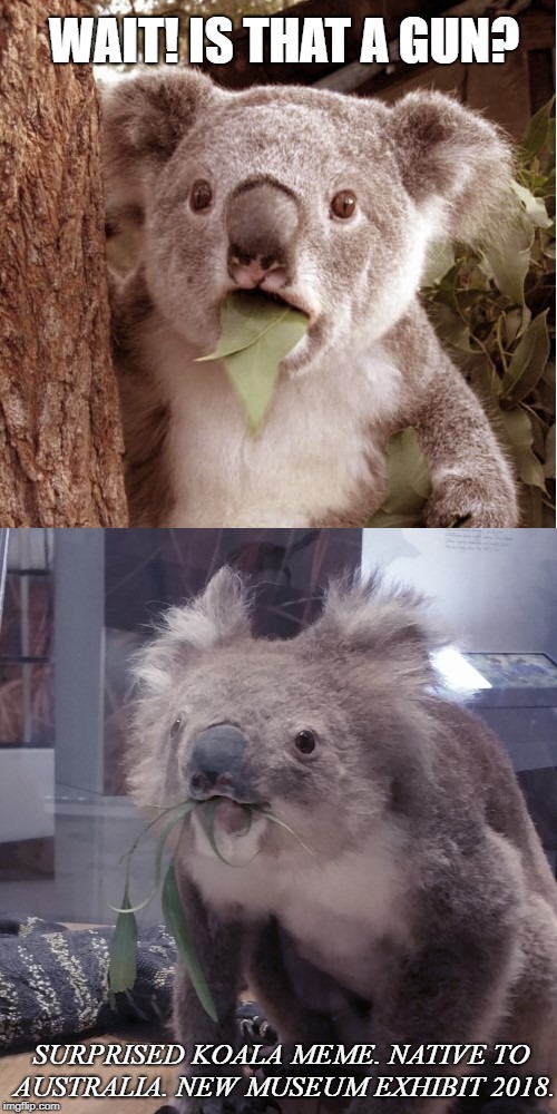 Detail Koala Leaf Meme Nomer 5