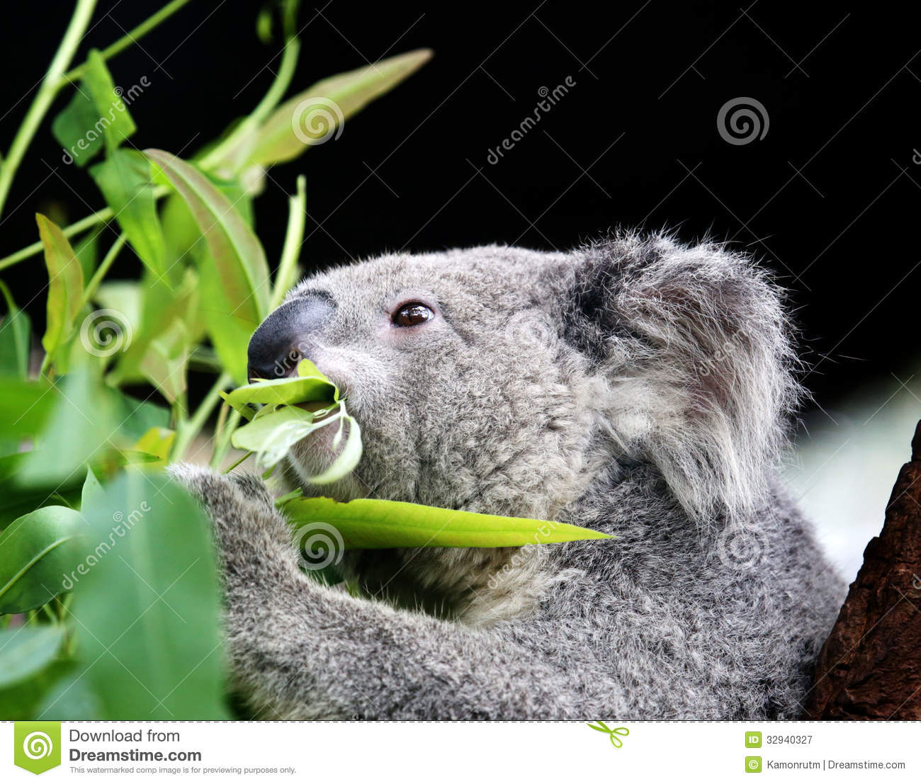 Detail Koala Leaf Meme Nomer 37