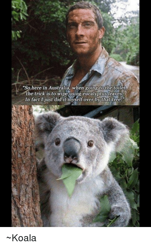 Detail Koala Leaf Meme Nomer 41