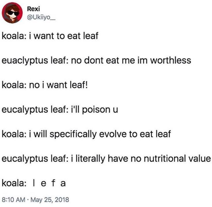 Detail Koala Leaf Meme Nomer 48