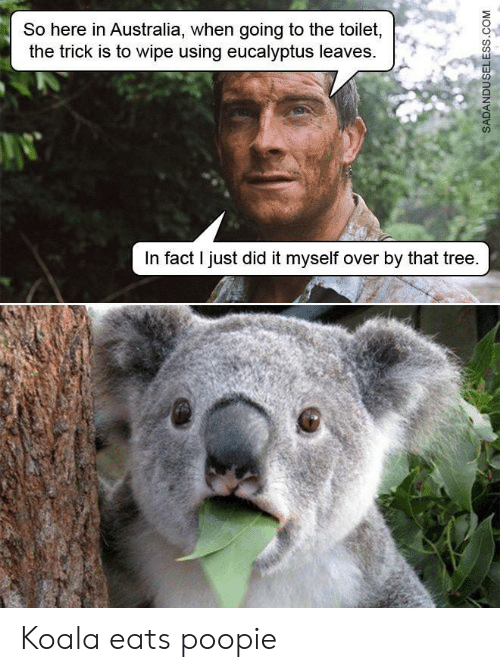 Detail Koala Leaf Meme Nomer 51