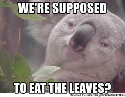 Detail Koala Leaf Meme Nomer 8