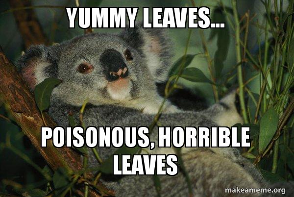 Detail Koala Leaf Meme Nomer 10