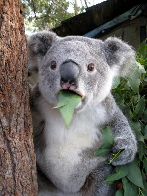 Koala Meme Generator - KibrisPDR