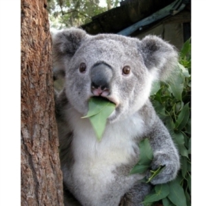 Detail Koala Meme Generator Nomer 3