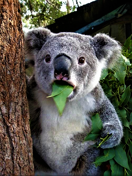 Detail Koala Meme Generator Nomer 4