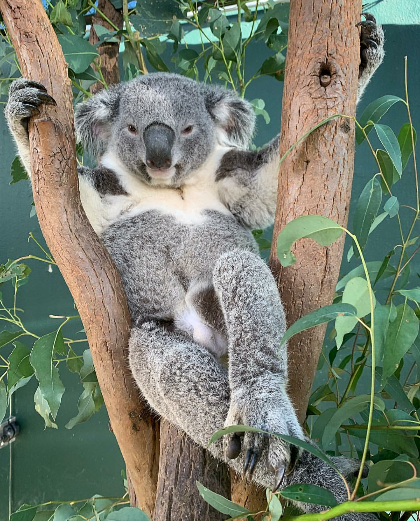 Detail Koala Meme Generator Nomer 8