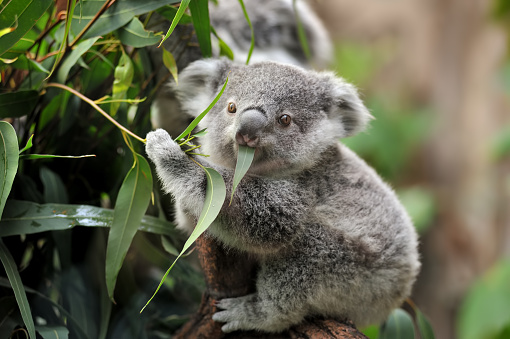 Koala Photographs - KibrisPDR