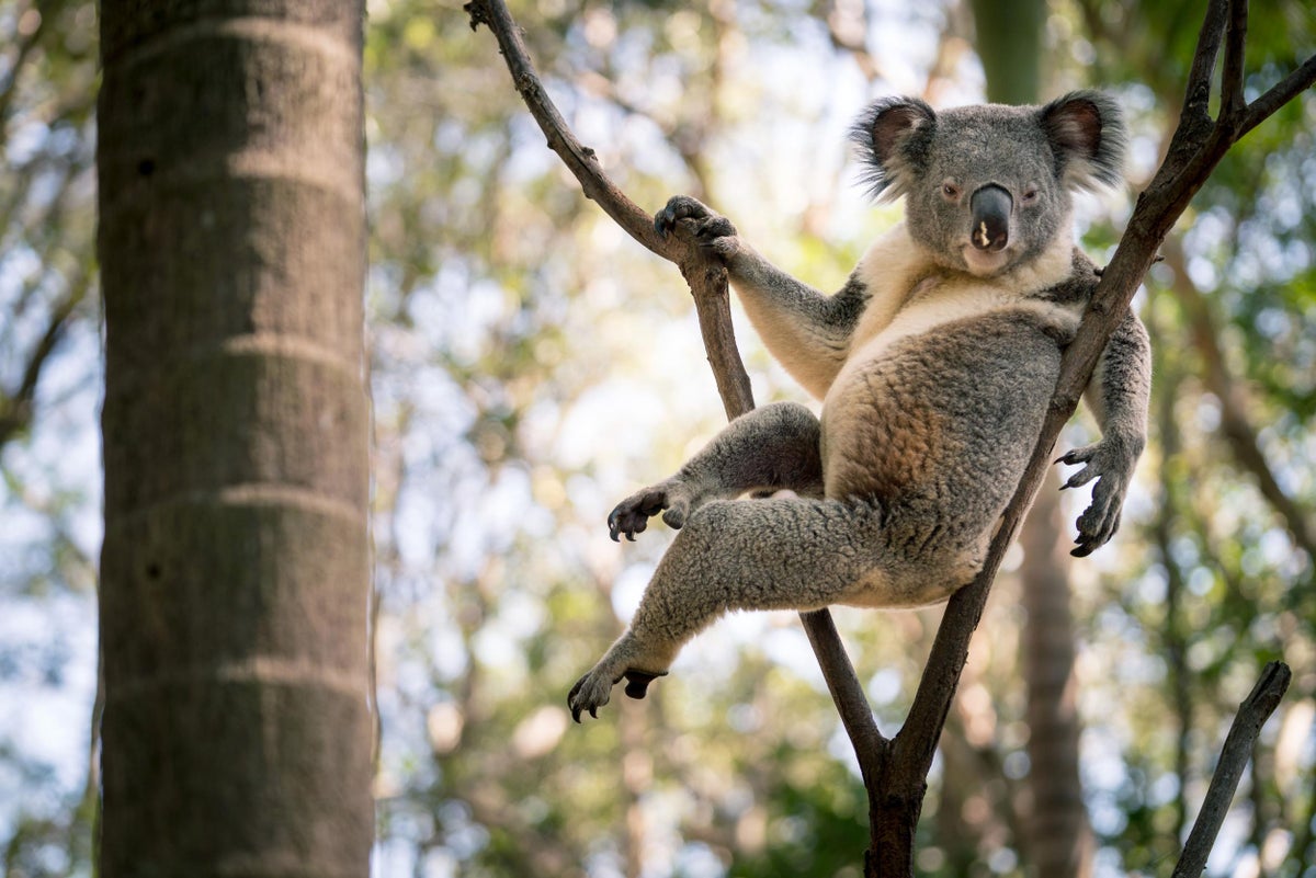 Detail Koala Photographs Nomer 15