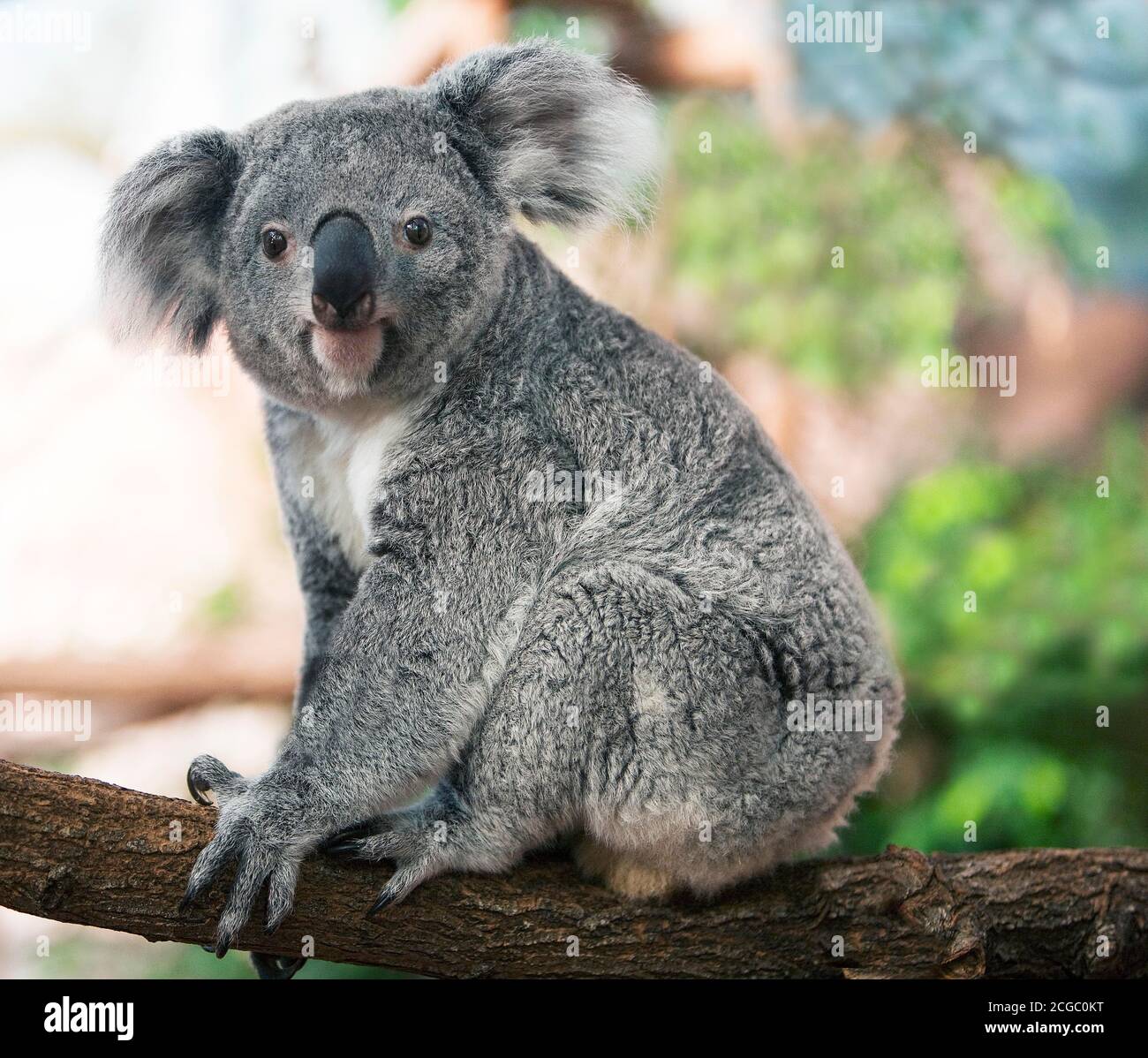 Detail Koala Photographs Nomer 20