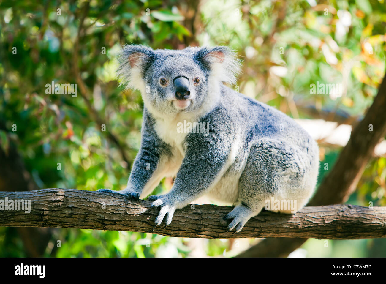 Detail Koala Photographs Nomer 39