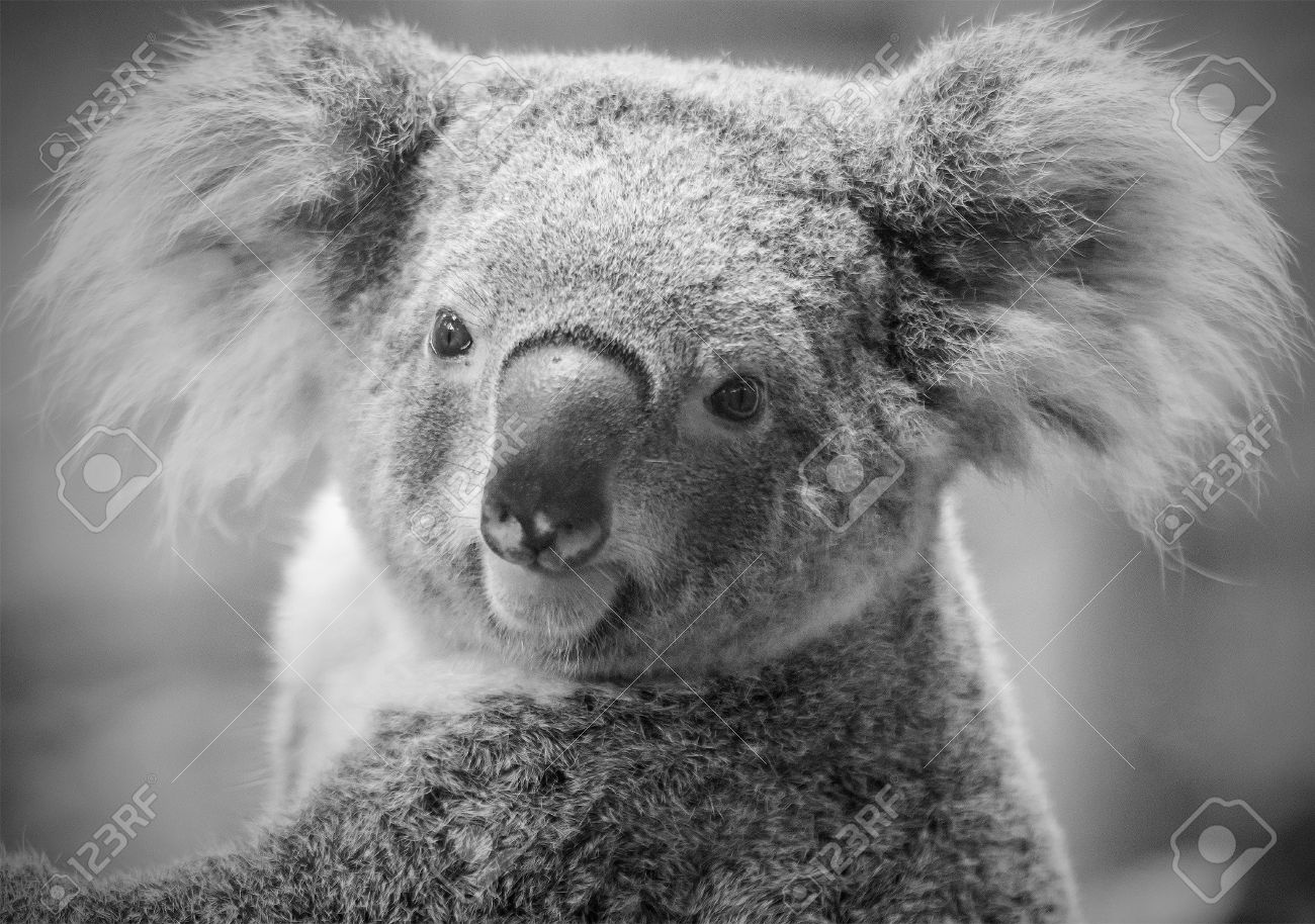 Detail Koala Photographs Nomer 44
