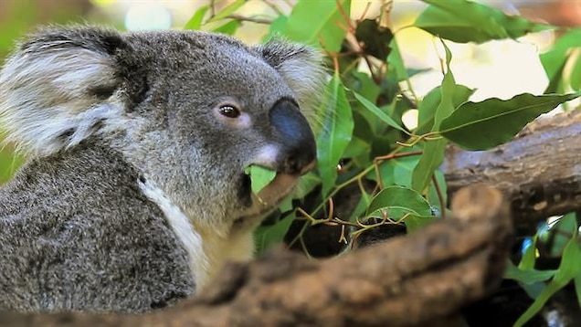 Detail Koala Photographs Nomer 50