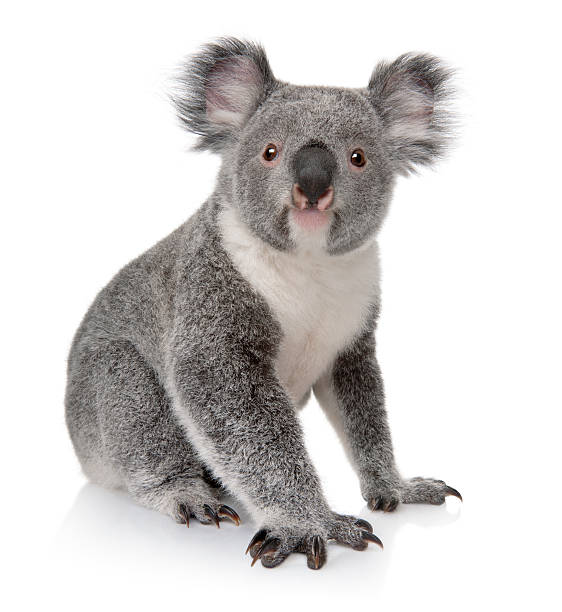 Detail Koala Photographs Nomer 10