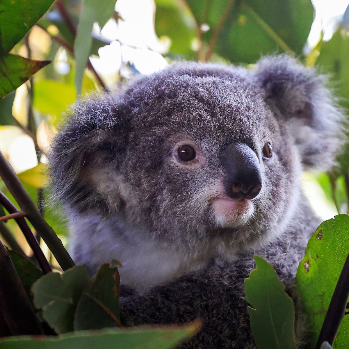 Download Koala Pictures Nomer 17