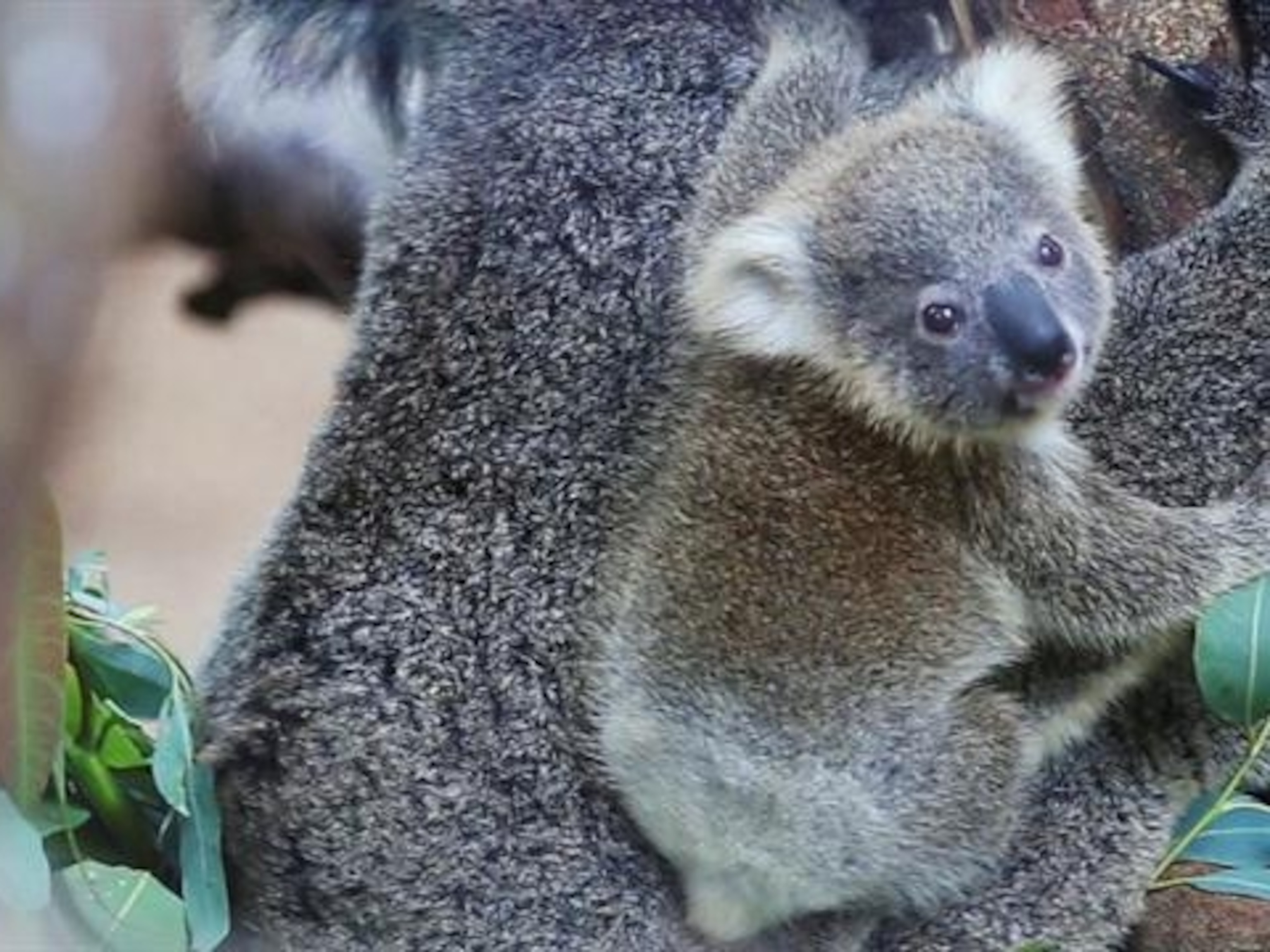 Download Koala Pictures Nomer 42