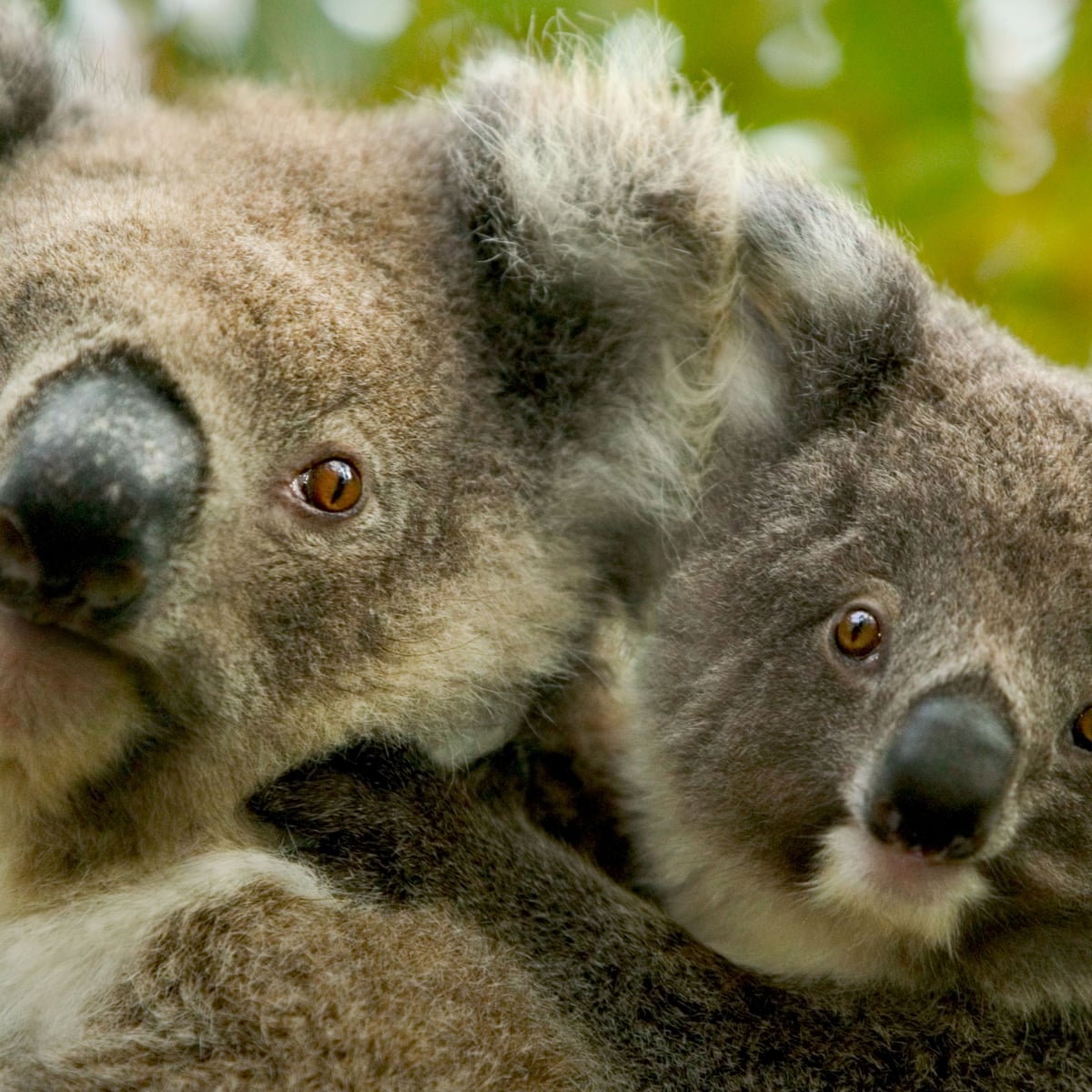 Download Koala Pictures Nomer 46