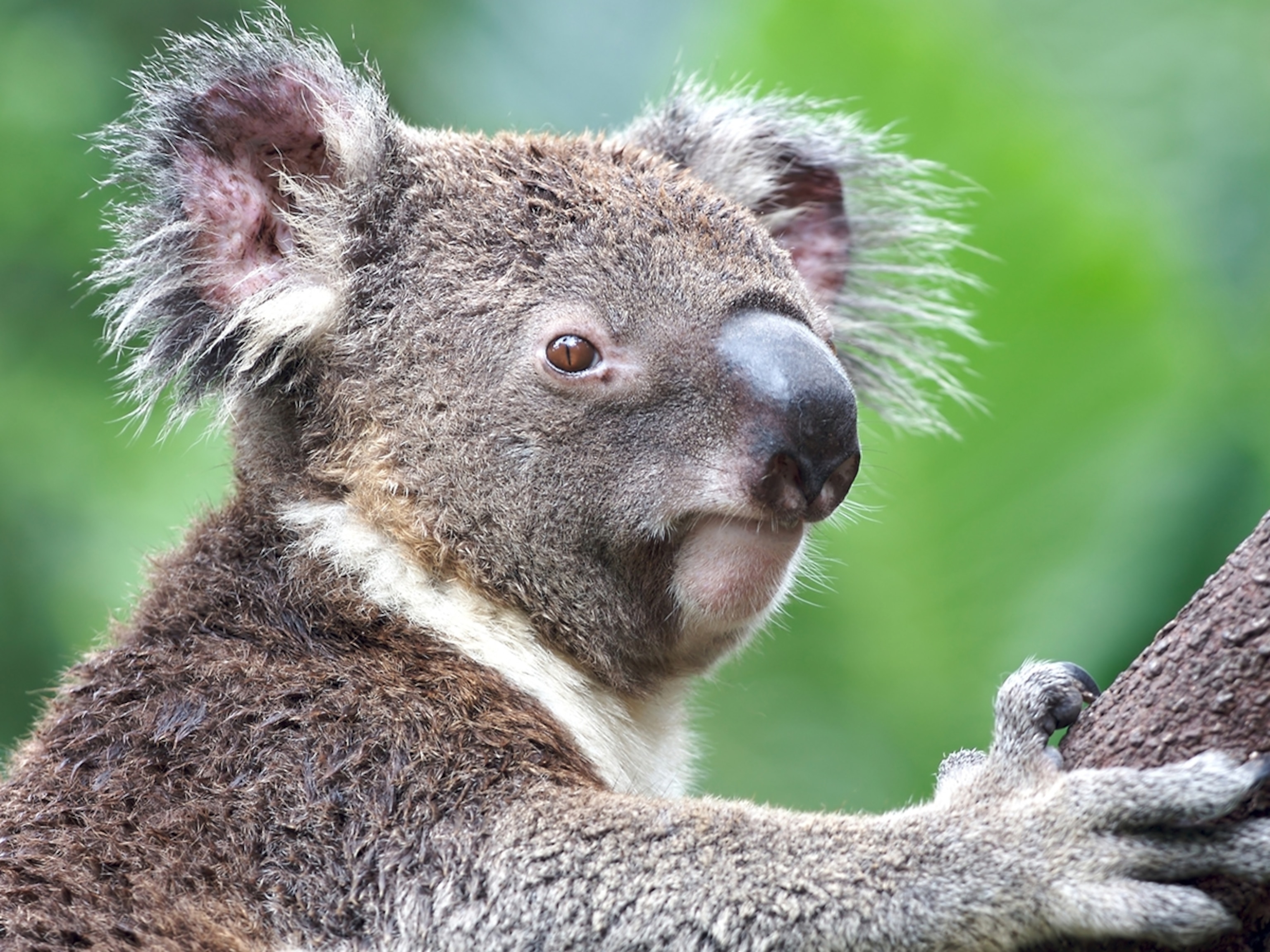 Download Koala Pictures Nomer 9