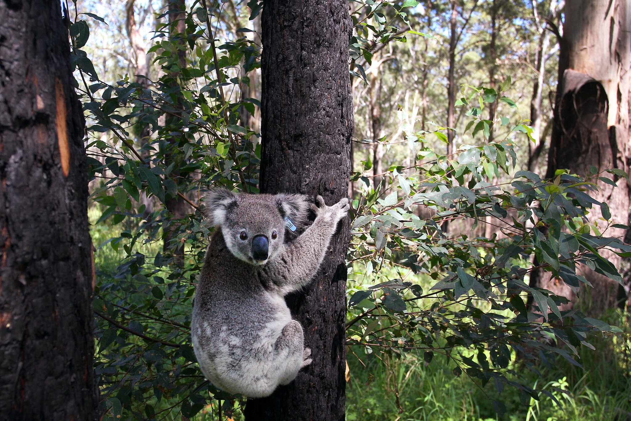 Detail Koala Picturs Nomer 37