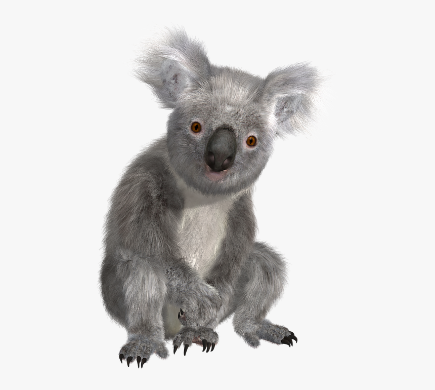 Koala Transparent - KibrisPDR